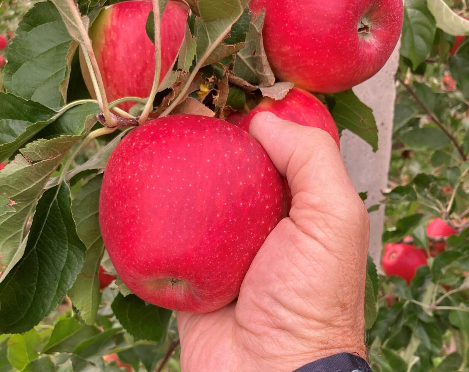 Contenido de la manzana